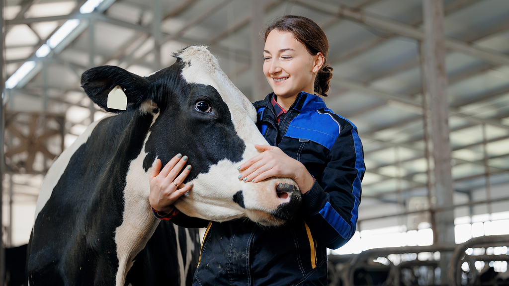 Experience the art of dairy farming
